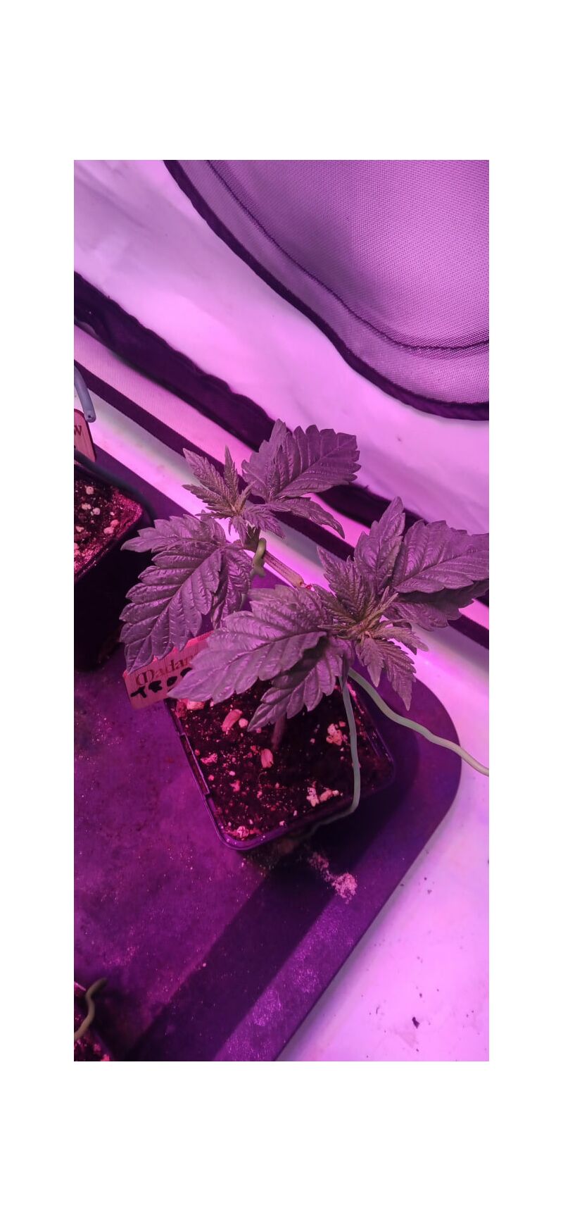 Tropical Zmoothie, Фасовка: 1, изображение 6